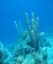 Tauchen auf Curacao