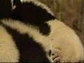videos de pandas health and safety after china's 7.9 quake