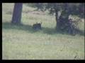 Nkorho Pan Wildebeest giving birth January 7, 2008 