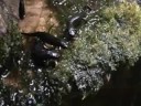 Fire Belly Newts