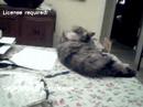 Time Lapse Cat