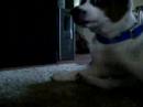 duke!