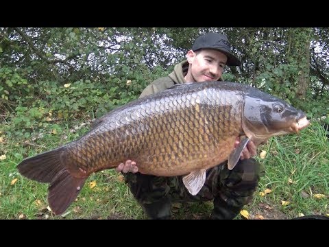 On The Bank Live : Old Oaks October '15, Oct 2015 On The Bank Live : Old Oaks October '15, Oct 2015