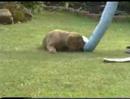 Labrador Retriever video