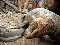 Hungry Galapagos giant tortoise