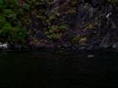 Dolphins Swimming in Milford Sound