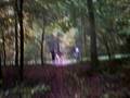 VTT FORET DE MORMAL 2