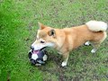 柴犬動画