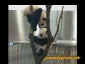 PANDA Twin ????????