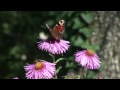 The Petals Fall Twice - A Dramatic Reading