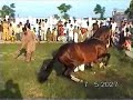 Horse Dancing in Pakistan - Nisar Stad