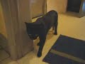 Ghinzu, my drunk cat