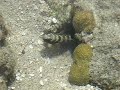 fijian crab