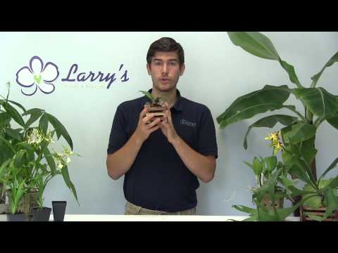 how to fertilize maidenhair fern