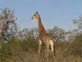 Giraffe, Phinda, South Africa