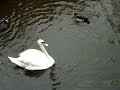 Swan and duck swimming  in Regent\
