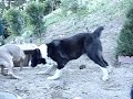 Cane Corso vs Central Asian Shepherd Alabai