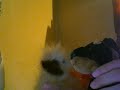 CARTOON NETWORK;BOY PUPPET & DOG A 2 STAR & STEVIE CARTOON.mov