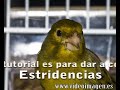 VIDEOTUTORIAL CANARIO TIMBRADO. FALTAS.