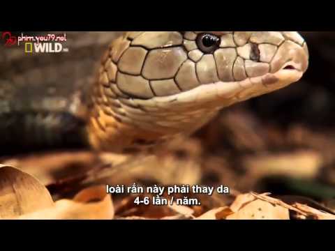 king cobra