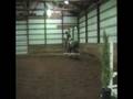 videos de Coast Point Farms Sale Horses: Muskoka
