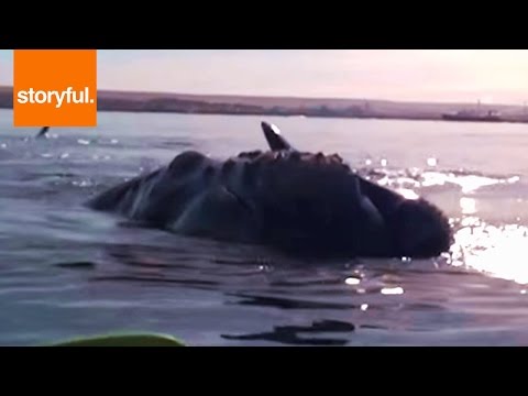 whale