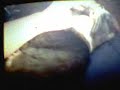 cat with sleep disorder cat with sleep disorder