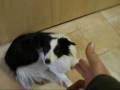 videos de Ho ucciso Spank