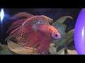betta flaring at mirror