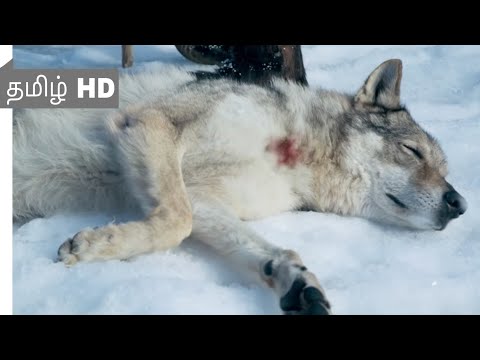 Alpha (2018) - Man's best Friend Scene Tamil 9 | Movieclips Tamil