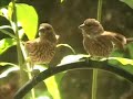 Backyard Bird Watching 2