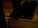 Crazy killer cat Crazy killer cat