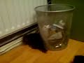  cute kitten cat eating funny mad