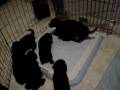 2009-01-06 | Labradoodles Puppies at Play ~> www.curlytoplabradoodles.com. Three week old labradoodle pups playing in their training pen. ... (03:32)