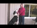 Mom VS.  Great   Dane