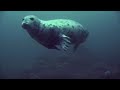The Farne Islands Seals