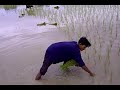 Rice Farm