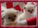 cute craxy cats cute craxy cats