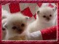 cute craxy cats