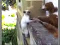 Perros acorralando a un gato