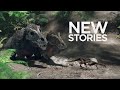 Dinosaur Revolution | Premieres Sunday, September 4, 2011 at 9PM e/p on Discovery*