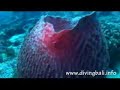 Diving Bali - Nusa Penida Part 1 Diving Bali - Nusa Penida Part 1