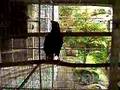 talking myna bird