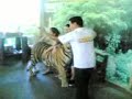picture with a tiger
