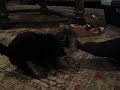 Zola Belle - Eating Her Papa\