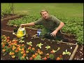 Planting Veggies in a raised bed garden.