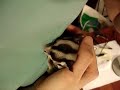 Sleepy Stitch the Sugar Glider Sleepy Stitch the Sugar Glider