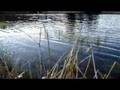 roxannes veil musique celtique