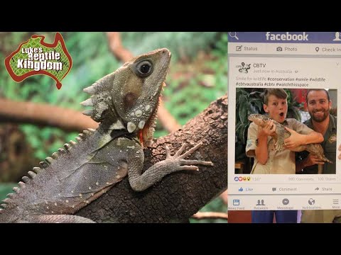 YouTube reptile video