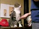 pippi hand? 「ツネオテレビ」